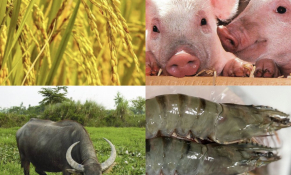 Đề xuất mở rộng địa bàn được hỗ trợ bảo hiểm nông nghiệp