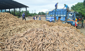 Đến hết tháng 11/2021: Việt Nam xuất khẩu được 2,61 triệu tấn sắn và sản phẩm từ sắn