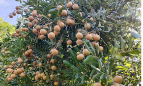 Đồng Tháp đưa quả nhãn lên sàn thương mại điện tử