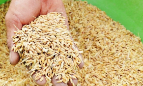 Hà Nam và Quảng Trị được xuất cấp miễn phí gần 190 tấn hạt giống lúa và ngô