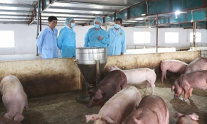 Hà Nội đưa ra nhiều giải pháp khống chế Dịch tả lợn châu Phi