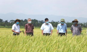 Hà Nội mở rộng quy mô sản xuất lúa hữu cơ theo chuỗi giá trị