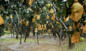 Hà Tĩnh đưa bưởi Phúc Trạch lên sản thương mại điện tử