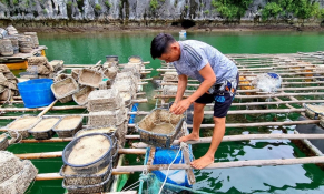 Hải Phòng: Mục tiêu đưa Bạch Long Vỹ trở thành trung tâm nuôi trồng thủy sản công nghệ cao