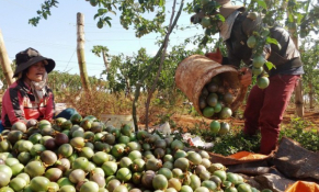 Hoa quả Việt Nam thuộc TOP “best seller” tại thị trường châu Âu