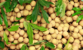 Hơn 100.000 tấn nhãn Sơn La tiêu thụ khó, phương án nào được đặt ra?