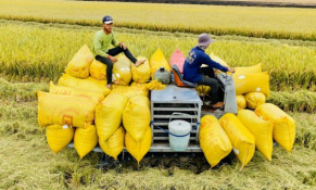 Kiến nghị mở “luồng xanh” cho vận tải đường thủy để tiêu thụ lúa gạo