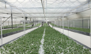 Kỹ thuật canh tác áp dụng công nghệ cao vào sản xuất nhân giống tại Học viện Nông nghiệp Việt Nam