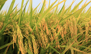 Ngành nông nghiệp và nỗi lo thua lỗ vì giá phân bón tăng chóng mặt