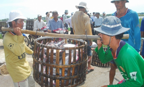 Nhiều chông gai cho thị trường xuất khẩu cá tra Việt Nam
