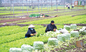 Nhìn lại kết quả phát triển kinh tế tập thế, hợp tác xã nông nghiệp giai đoạn 2016-2020 tại Hà Nội