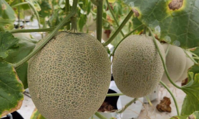 Phê duyệt Đề án phát triển nông nghiệp hữu cơ