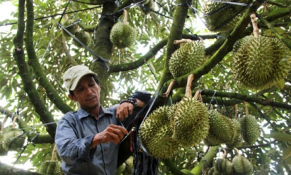 Sầu riêng Khánh Hòa thoát khỏi nỗi lo tiêu thụ trong mùa dịch Covid-19