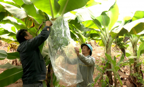 Sơn La: Đẩy mạnh trồng chuối tiêu hồng, nâng cao đời sống người dân