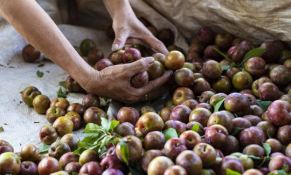 Sơn La: Vùng trồng cây ăn quả lớn nhất miền Bắc