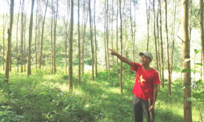 Sử dụng giống cây mọc nhanh để phát triển rừng gỗ lớn