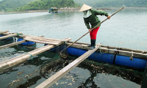 Sự thiếu liên kết trong nuôi trồng thủy sản tại Hà Nội