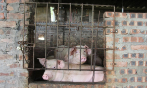 Thức ăn chăn nuôi đồng loạt tăng giá