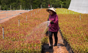 Thúc đẩy lâm nghiệp bền vững, tăng cường đa dạng sinh học