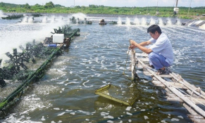 Tìm hướng đi mới cho xuất khẩu tôm của Việt Nam