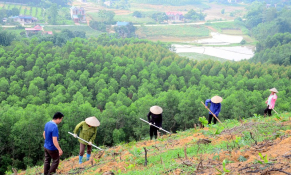 Trà Vinh phấn đấu tăng giá trị sản xuất ngành lâm nghiệp bình quân là 2,5%/năm