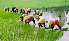 Từ ngày 24/6/2022, nhiều địa phương được hỗ trợ phí bảo hiểm nông nghiệp