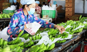 Tuyến vận tải biển mới sẽ thúc đẩy xuất khẩu trái cây Việt Nam