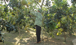 Việt Nam phấn đấu sản xuất nông nghiệp hữu cơ như các nước tiên tiến