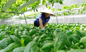 Việt Nam tạo điều kiện thu hút doanh nghiệp đầu tư nền nông nghiệp công nghệ cao