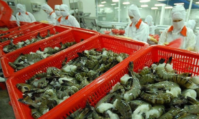Việt Nam xuất khẩu tôm tăng 29% sang Cananda