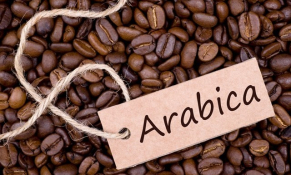 Xuất khẩu cà phê Arabica giảm về lượng nhưng được giá