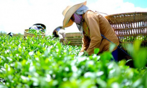 Xuất khẩu chè giảm mạnh cả về lượng và trị giá do ảnh hưởng bởi dịch Covid-19