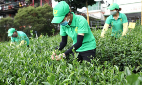 Xuất khẩu chè giảm nhưng vẫn còn tiềm năng phát triển ở một số thị trường