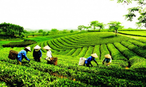 Xuất khẩu chè tăng trưởng khả quan, chủng loại đa dạng