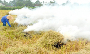 Bộ TN&MT yêu cầu xử lý nghiêm việc đốt chất thải, phụ phẩm nông nghiệp sau thu hoạch không đúng quy định