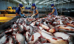Khoảng 10 doanh nghiệp xuất khẩu cá tra, basa Việt Nam không bị áp thuế chống bán phá giá của Hoa Kỳ