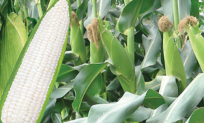 Quản lý tài chính thực hiện Chương trình phát triển tài sản trí tuệ