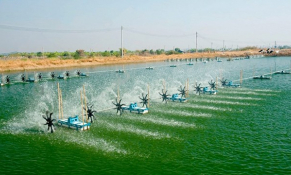 Ngành nuôi tôm chuyển đổi số, ứng dụng công nghệ trong hoạt động kinh doanh