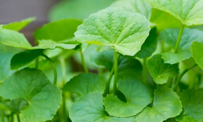 5 loại rau xanh giúp cơ thể thanh nhiệt giải độc