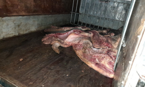 Gần 1 tấn thịt lợn nhiễm dịch tả lợn châu Phi bị bắt tại Tuyên Quang