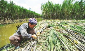 Đầu tư cổ phiếu vào ngành mía đường liệu có nên hay không?