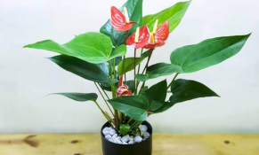 6 nhóm thực vật thuộc Danh mục cấm nhập khẩu của Đài Loan