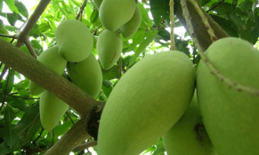 Campuchia chính thức được trực tiếp xuất khẩu xoài tươi sang Trung Quốc