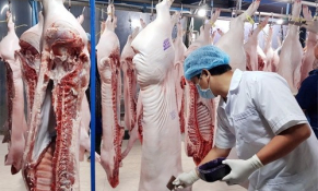 Cần có đầy đủ giấy phép kiểm dịch động vật khi xuất khẩu lợn sang Campuchia