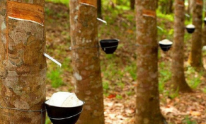 Đầu tháng 6/2021, giá cao su tại châu Á có xu hướng giảm do dịch Covid-19 bùng phát