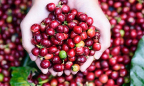 Giá cà phê thế giới lên mức cao nhất trong 10 năm do lo ngại nguồn cung thiếu hụt