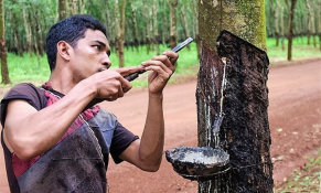 Giá cao su tại châu Á biến động trái chiều