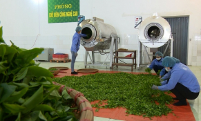 Kiểm soát chất lượng với mặt hàng chè khi xuất khẩu sang thị trường Pakistan