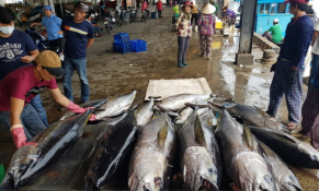 Xuất khẩu cá ngừ tăng mạnh trên các thị trường quốc tế