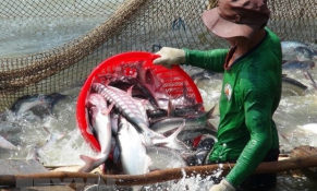 Xuất khẩu cá tra tăng vọt, ngành thủy sản tiếp tục bội thu